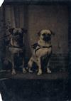 (19th-CENTURY AMERICAN) A mini-collection of 8 special uncased tintypes. Including sixth-plates of dogs posing in a studio setting, boy